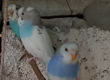 Budgies for rehomeing