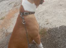 pitbull بيتلول pitbull بيتلول