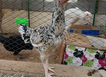 pakistani aseel chickens for sale