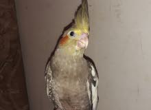 Super tammed cockatiel bird Super tammed cockatiel bird
