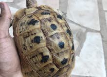 سلحفاة أنثى للبيع