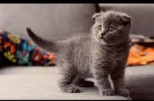 Scottish Fold and British سكوتش فولد بريتش Scottish Fold and British سكوتش فولد بريتش