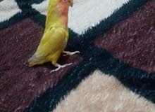 زوج غندورة زوج غندورة