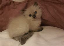 Kittens for sale Kittens for sale