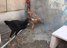 دجاج الهندي