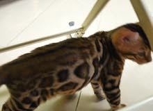 Top Quality Bengal Kitten Top Quality Bengal Kitten