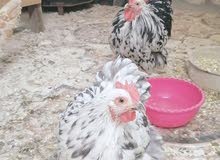 دجاج لبيع حلال اصلي دجاج لبيع حلال اصلي
