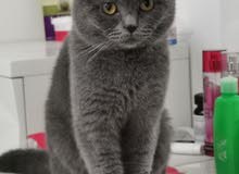 ذكر سكوتش فولد للتزاوج male scottish fold for matting ذكر سكوتش فولد للتزاوج male scottish fold for matting