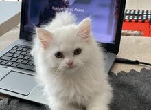 kitten pure Persian sharazi 2 month Fully passport ready kitten pure Persian sharazi 2 month Fully passport ready