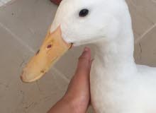 male duck male duck