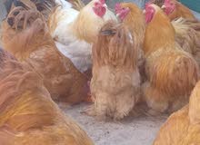 دجاج كوشن دجاج كوشن