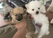 للبيع جراو بومارييين (pomeranian)السعر 8 الف وقابل لتفاوض للبيع جراو بومارييين (pomeranian)السعر 8 الف وقابل لتفاوض