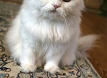 Wanted persion-cat Wanted persion-cat