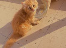 Cats for sale Cats for sale