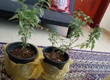 ورد طبيعي بسعار ممتازة الاسعار / 10 /35/50/100/20/40 ورد طبيعي بسعار ممتازة الاسعار / 10 /35/50/100/20/40