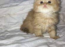 قطه شيرازيه صغيره قطه شيرازيه صغيره