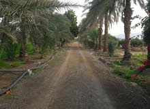 مزرعة علي الشارع العام الفجيرة مزرعة علي الشارع العام الفجيرة