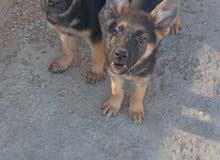 chiot berger allemand noir poil long chiot berger allemand noir poil long