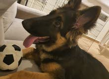 german shepherd german shepherd