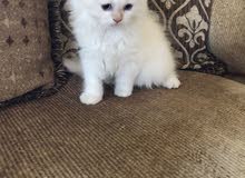 4 months old kitten 4 months old kitten