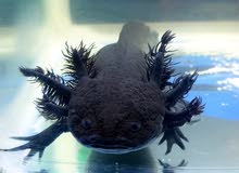 Black female Axolotl with her things (9 things) Black female Axolotl with her things (9 things)