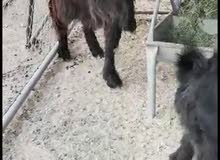 تيس حبشي بيور تيس حبشي بيور