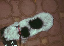 كلب مالتيز انثى كلب مالتيز انثى