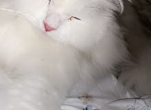قطه ذكر قطه ذكر