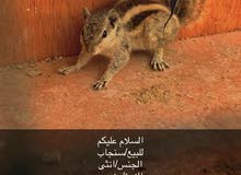 سنجاب مغربي للبيع او للبدل ب بذوار او شرياص سنجاب مغربي للبيع او للبدل ب بذوار او شرياص
