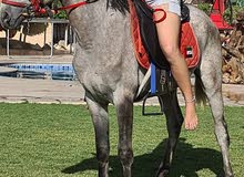 cross breed horse with passport