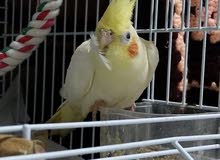 Tamed Cockatiel Tamed Cockatiel