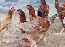 دجاج باكستاني دجاج باكستاني