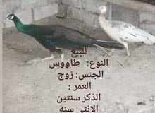 زوج طاووس زوج طاووس