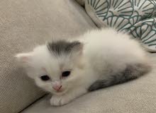 قطوه شيرازيه للبيع قطوه شيرازيه للبيع