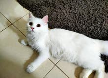 Persian cat 5 months old . Active and playful