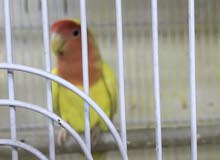 زوج غندورة بصحة جيدة مزاويج على وشك بياض زوج غندورة بصحة جيدة مزاويج على وشك بياض