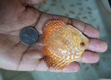 discus  fish for sale