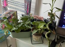 Indoor plants for sale