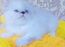 قطه هيمالايا بلو قطه هيمالايا بلو
