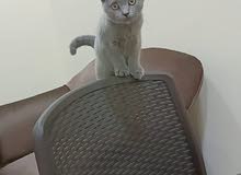 for sale pure breed Scottish fold female for sale pure breed Scottish fold female