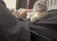 Very high quality cute male Scottish Fold Cat- 7 Month old