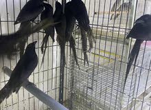 للبيع غراب افريقي للبيع غراب افريقي
