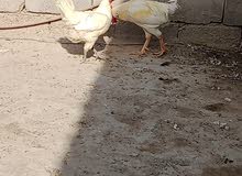 دجاج عرب دجاج عرب