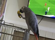 كاسكو افريقي كاسكو افريقي