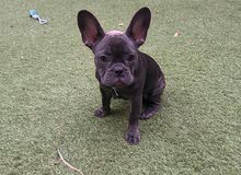 French Bulldog