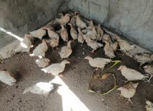 دجاج زين البيع دجاج زين البيع