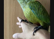 Res bellied Macaw Res bellied Macaw