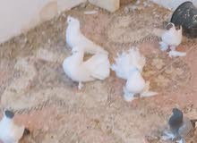 زوج عرايس حلوات وخشونه زوج عرايس حلوات وخشونه