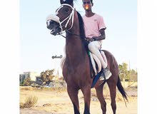 مدرب خيل كورسه او سرج مدرب خيل كورسه او سرج