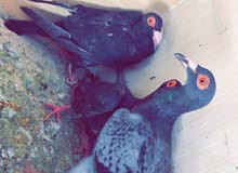 خمس مخليف بغادنه خمس مخليف بغادنه